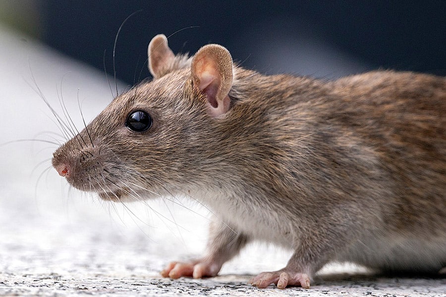 eliminar ratas y ratones cordoba