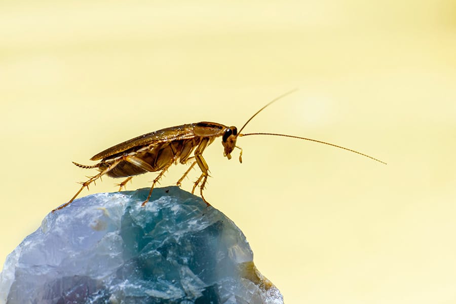 eliminar insectos en malaga