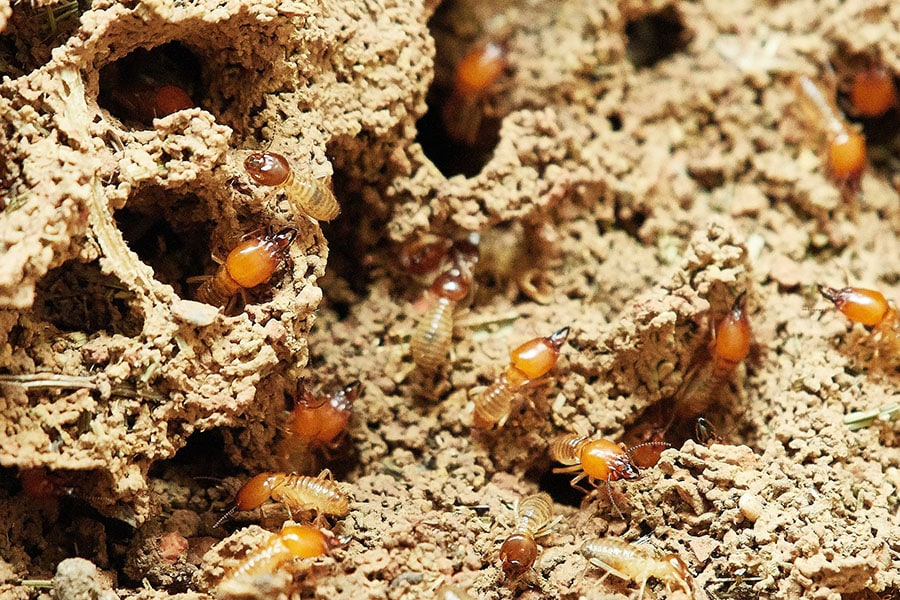 tratamiento control termitas en malaga