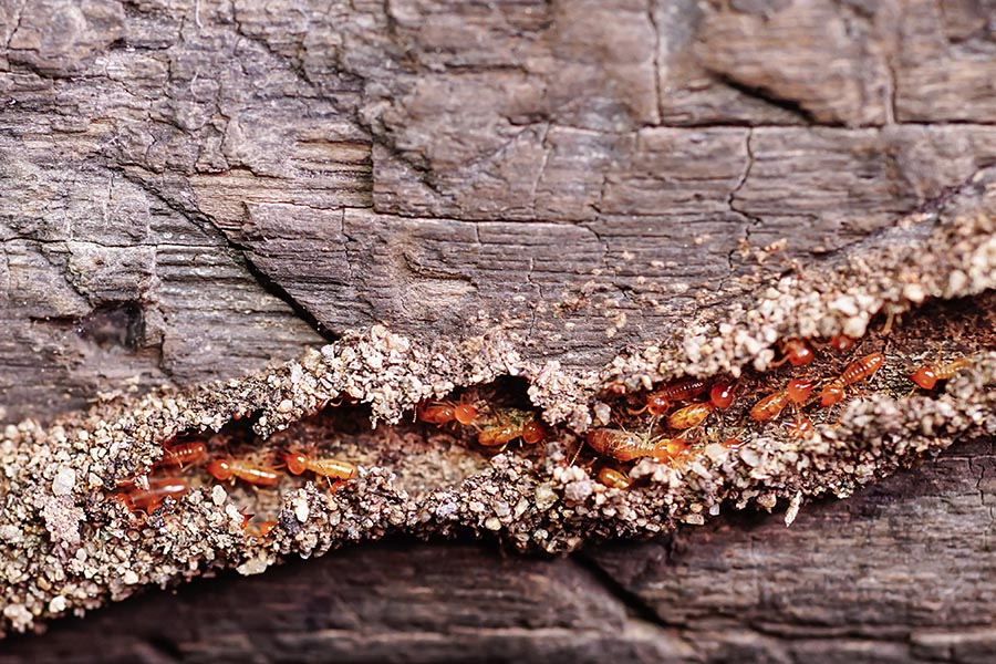 danos en termitas de la madera desde cerca