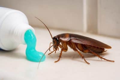 que comen las cucarachas