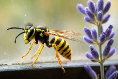 remedios caseros ahuyentar avispas