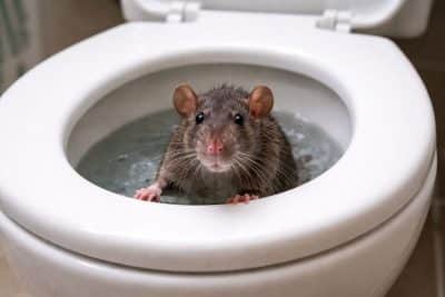 evitar que las ratas salgan el inodoro